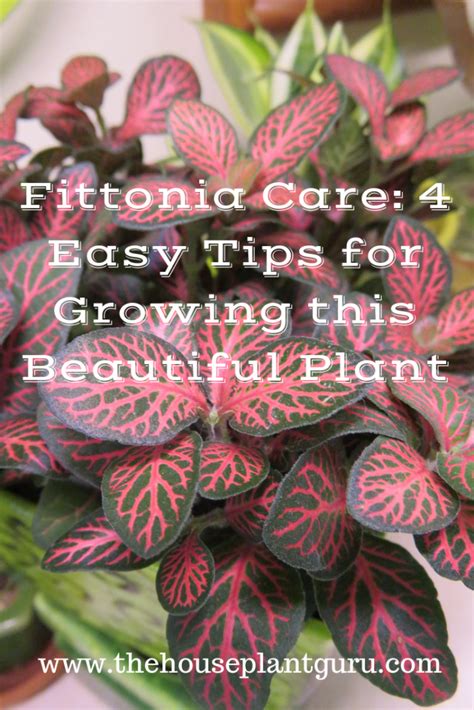 Fittonia Care: 4 Easy Tips for Growing this Beautiful Plant - The Houseplant Guru