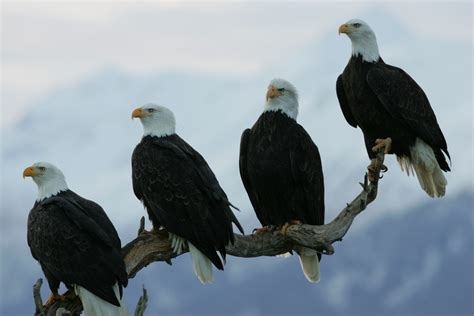 Four Bald Eagles Perched in Alaska | From Sea to Shining Sea