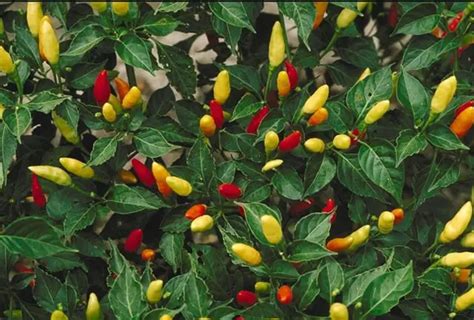 Cayenne Pepper Benefits, Uses and Benefits