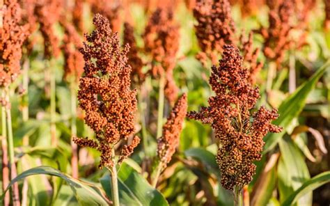 Health benefits of Millet and how to grow - FarmKenya Initiative