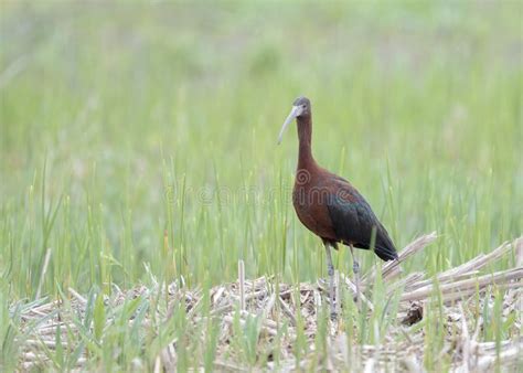 The Glossy Ibis (Plegadis Falcinellus) is a Water Bird in the Ibis and Spoonbill Family ...