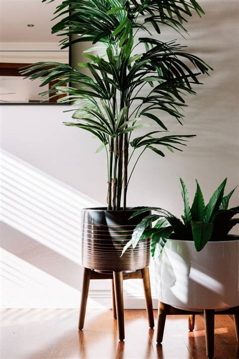 12 Best Indoor Air Purifying Houseplants For The Home - Chloe Dominik