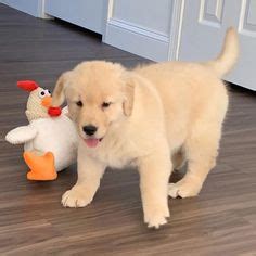 72 Best miniature labrador retriever puppies for sale ideas in 2021 | labrador retriever puppies ...