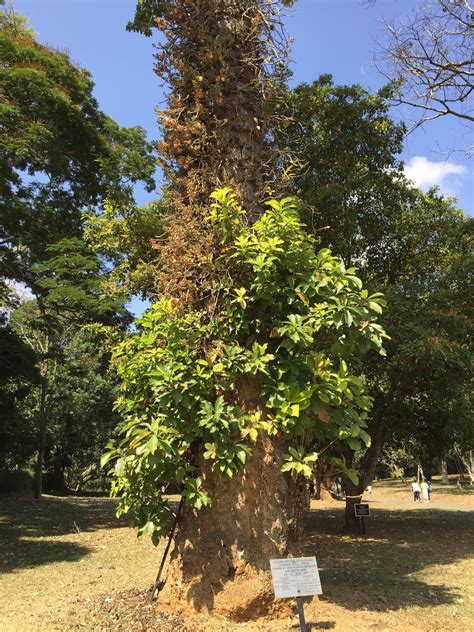 T's Daily Treasures: Peradeniya Royal Botanical Gardens