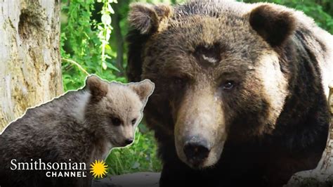 Bear Mother Protects Her Cubs from an Attack 🐻 Wild Castles ...