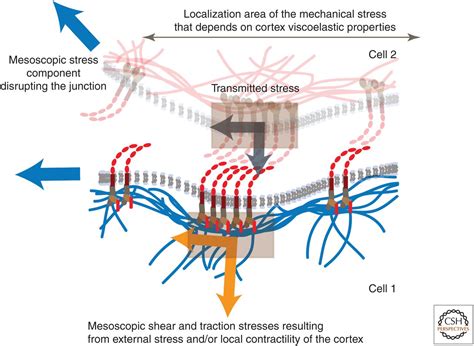 Mechanosensing and Mechanotransduction at Cell–Cell Junctions