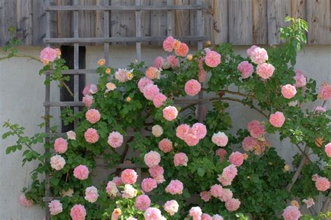 A Guide to Growing Roses in Pots