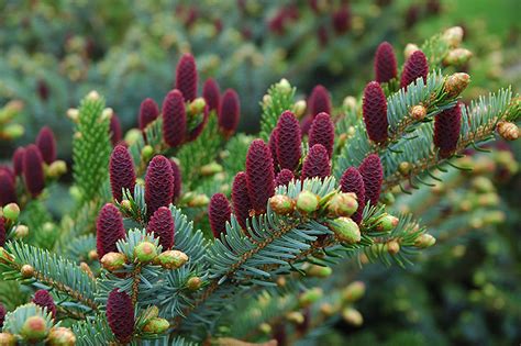 Red Cone Spruce (Picea abies 'Acrocona') in Boston Hopkinton Chelmsford Massachusetts MA at ...