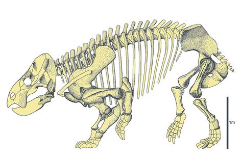 Ancient hippo-like reptile was a giant to rival the dinosaurs | New Scientist