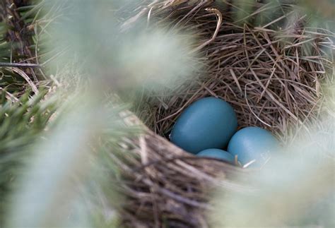 Robin's Nest Photograph by Sharin Gabl - Fine Art America