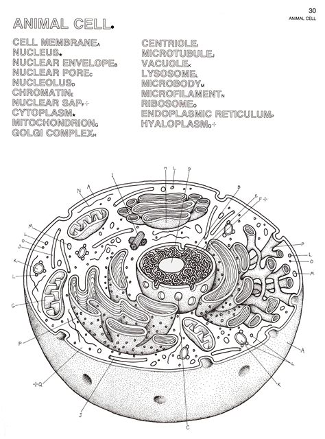 askabiologist asu Edu Activities Coloring Animal Cell – Through the ...