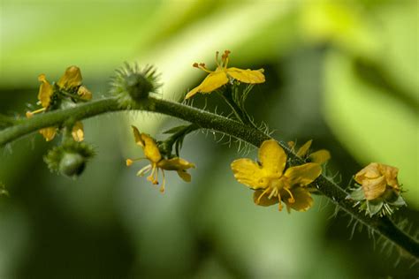 Minnesota Seasons - common agrimony