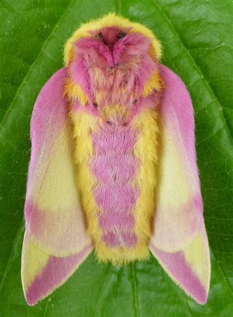 This Colorful Rosy Maple Moth Is an Eye-Catching Garden Visitor