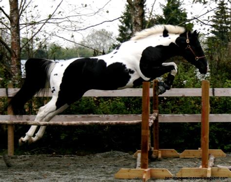 Paint Horse Jumping | Amazing Wallpapers