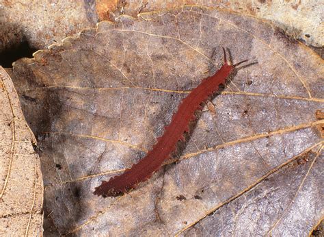 News - Five new velvet worm species from South Africa...