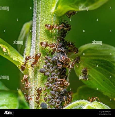 Macro shot sowing some ants protecting and collecting honey dew from aphids on a plant stalk ...