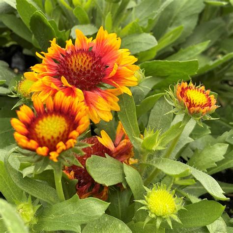 Gaillardia ‘Arizona Sun’ (Blanket Flower) - Cavano's Perennials