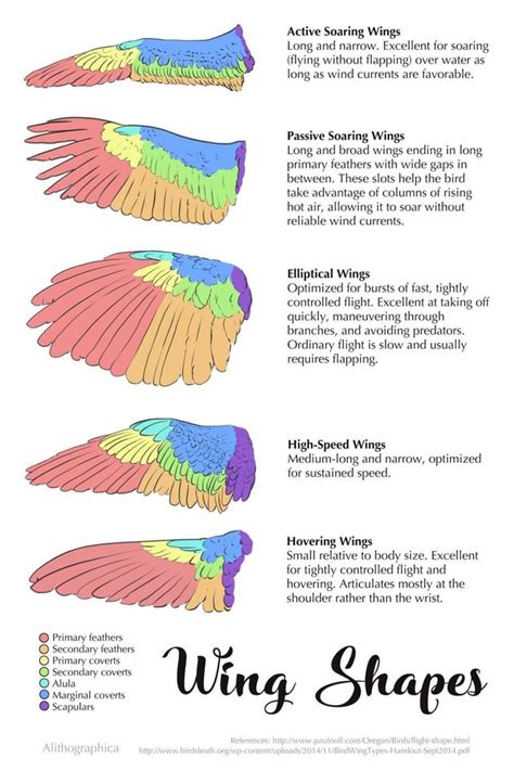 The different types of wing shapes for birds and what kind of flight they allow. : r ...