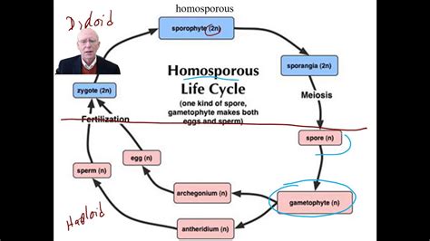 Two types of life cycles - Homosporous and Heterosporous - YouTube