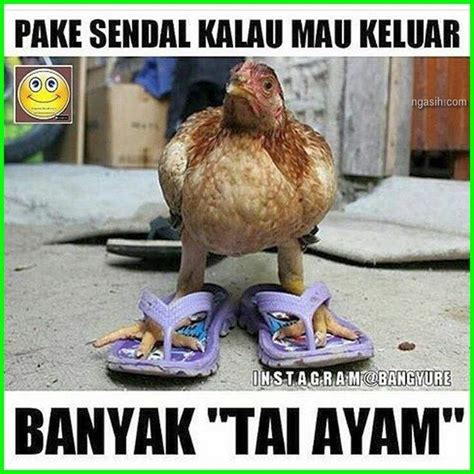 meme eek ayam, gambar ayam pake pakai sendal, gambar ayam dan kata lucu, gambar ayam lucu.com ...