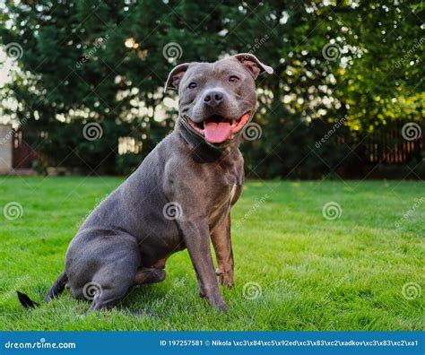 Blue Staffy Puppies / Too Cute Blue Staffy Bull Terrier Puppy Play ...