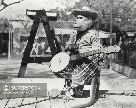 Monkey with a banjo - SuperStock