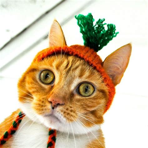 orange tabby cat costume - Carlie Lindstrom