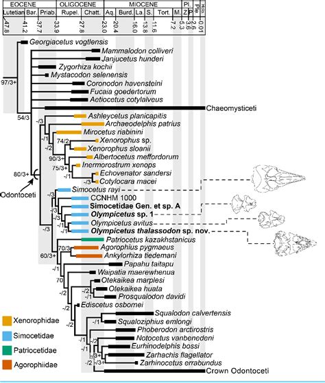 Figure 21 from New heterodont odontocetes from the Oligocene Pysht ...