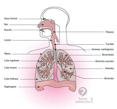 Système respiratoire : définition, schéma, liste d'organes