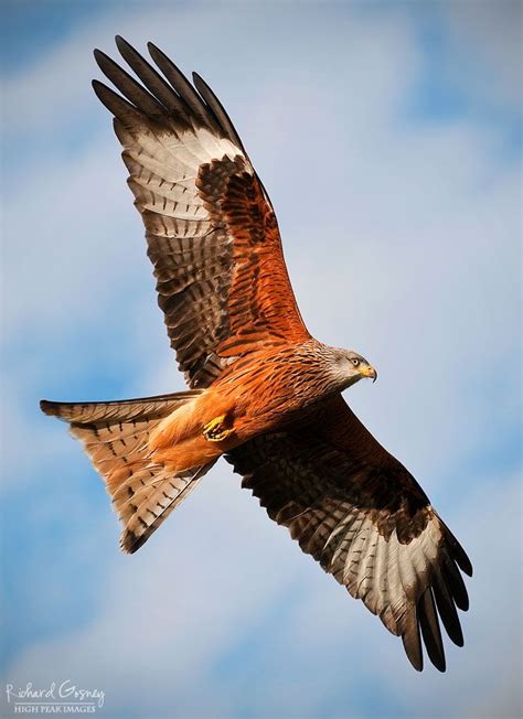 Red Kite. | Red kite, Wild birds, Beautiful birds