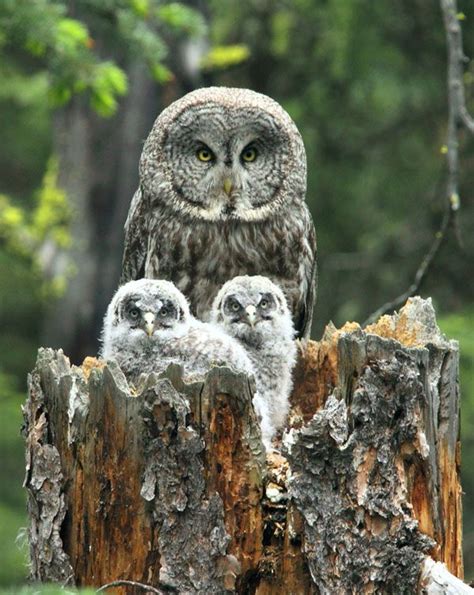 Great Gray Owls nest | Owl, Great grey owl, Gray owl