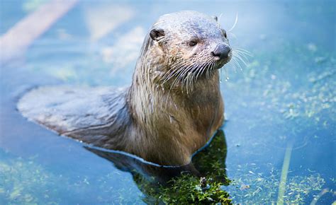 River Otters Are Making a Comeback in Texas