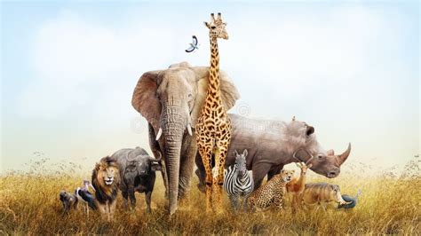 Safari Animals in Africa Composite Stock Image - Image of jungle ...