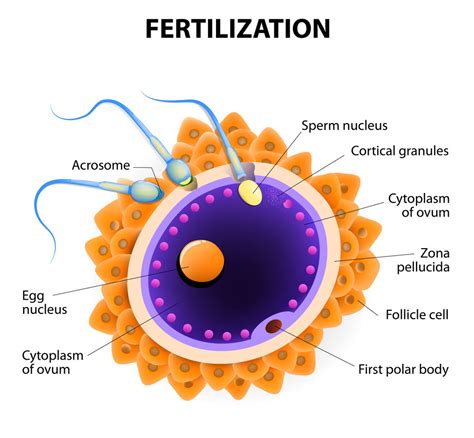 FASE LUTEA ¿Qué es y qué supone en tu Ciclo Menstrual?