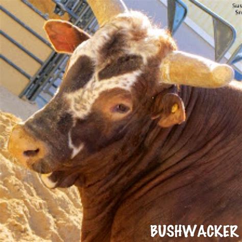 This is the great Bushwacker! He is my second all time favorite bull ...