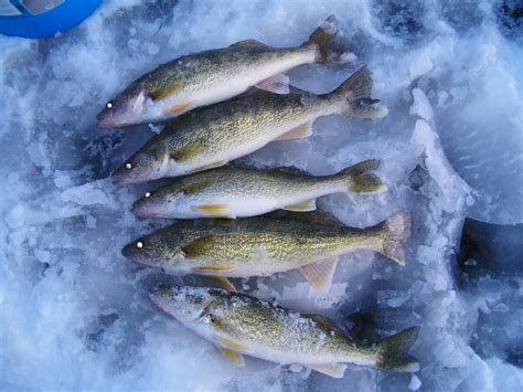 Red Lake Walleye Extended Ice Season - Ends on April 14, 2013 - Red ...