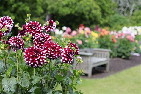 ¿Cómo hacer un jardín desde cero? - Amigos de la Jardinería