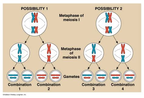 Biology: Blog #3 Explain what microevolution is? What are the three ways that variation occurs?