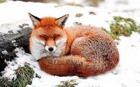 A beautiful, curled up, sleepy Red Fox