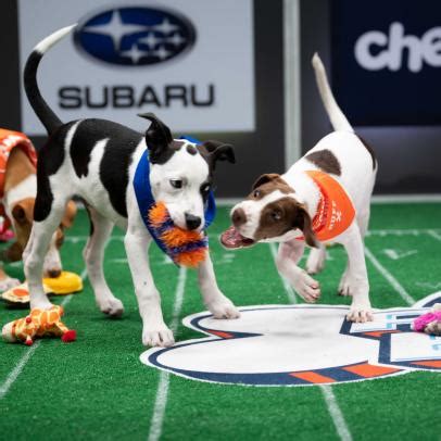 Watch Highlights From Puppy Bowl | Discovery