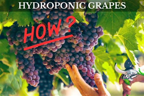 How to Grow Hydroponic Grapes (Ditch the Dirt and Cultivate the Vine ...