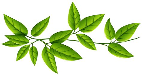 Green Leaves PNG Image | Leaf images, Green leaf background, Plant leaves