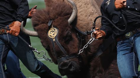 Colorado's buffalo mascot, Ralphie V, must retire due to speed