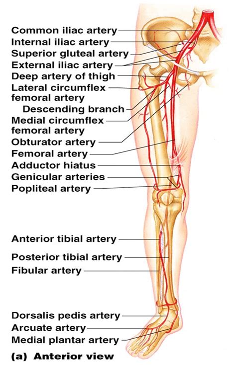 Arteries and veins, Arteries, Medical