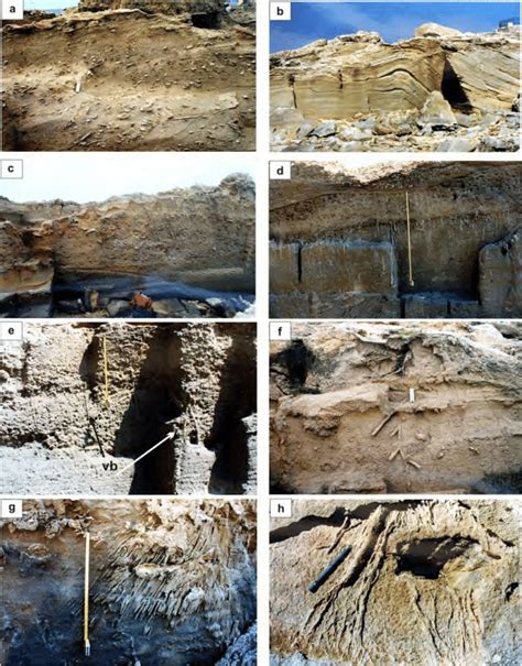 -Facies Association D (shoreface zone) a) Calcirudite with scattered... | Download Scientific ...