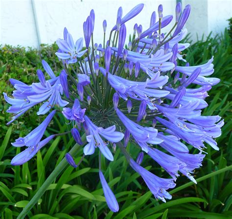 Agapanthus Blue (Common Name – African Lily) 150mm | Dawsons Garden World