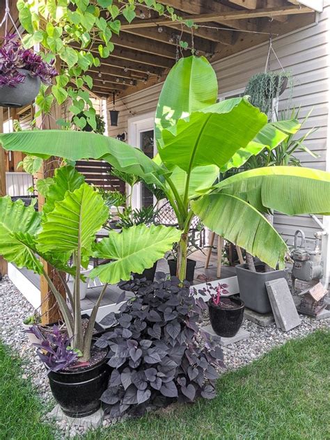 How to Care for a Banana Plant Both in Pots and in the Ground Outdoors