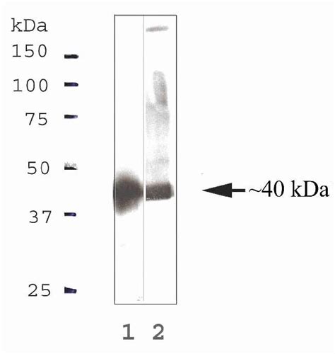 GAPDH Antibody (Monoclonal, ZG003)