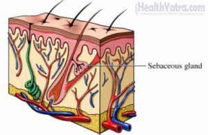 Epidermal Cyst Definition, Causes, Symptoms, Complications and Cost ...