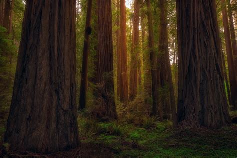 Redwood Forest Wallpaper (61+ pictures)